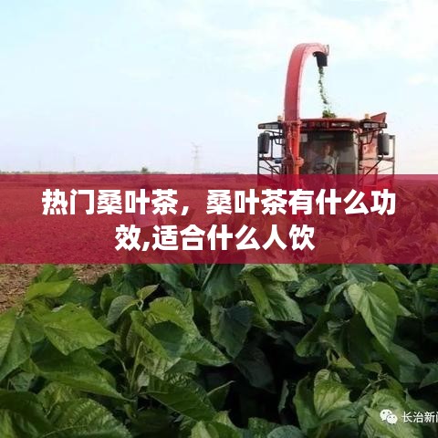 热门桑叶茶，桑叶茶有什么功效,适合什么人饮 