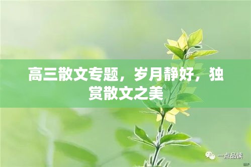 高三散文专题，岁月静好，独赏散文之美