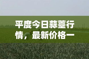 平度今日蒜薹行情，最新价格一网打尽