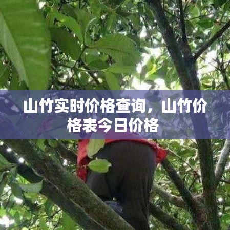 穷鸟入怀 第2页