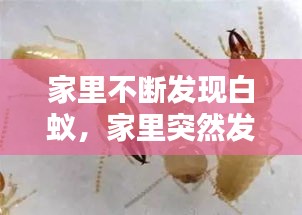 乌鸟之情 第2页