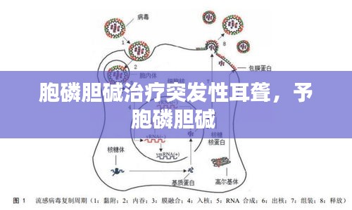 胞磷胆碱治疗突发性耳聋，予胞磷胆碱 
