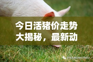 今日活猪价走势大揭秘，最新动态与价格分析