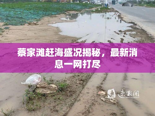 蔡家滩赶海盛况揭秘，最新消息一网打尽