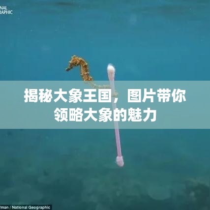 揭秘大象王国，图片带你领略大象的魅力