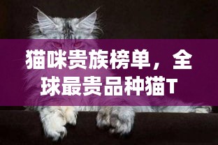 猫咪贵族榜单，全球最贵品种猫TOP10
