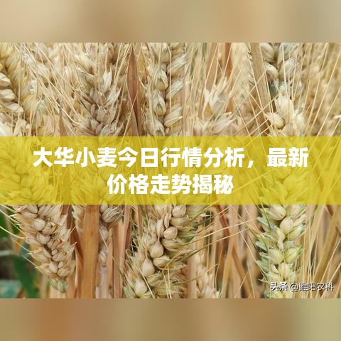 大华小麦今日行情分析，最新价格走势揭秘